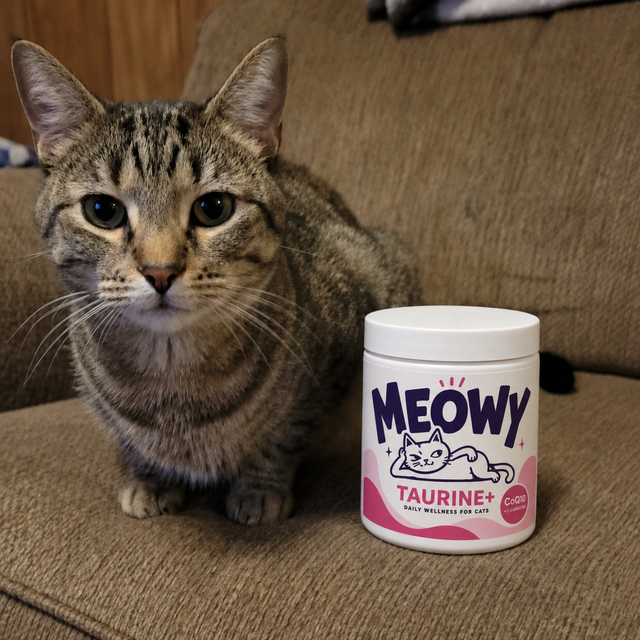 Customer photo — tabby cat with the Meowy Taurine+ jar